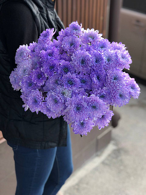 Хризантема кустовая фиолетовая махровая