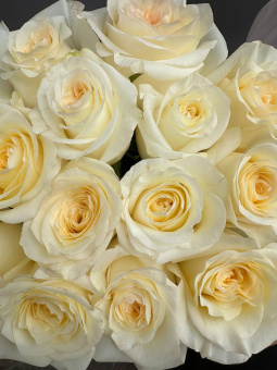 Моно из 15 роз Эквадор, сорт ''CANDLELIGHT'', с лентой